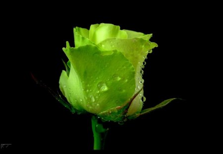 Green Rose. - nice, of, a, very