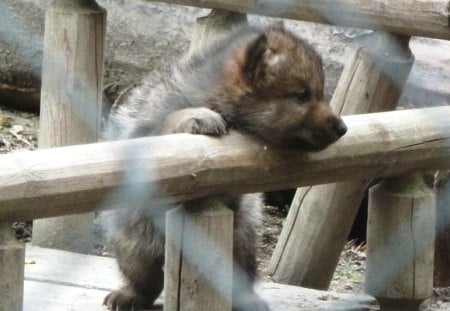 What's on the other side, little Wolf ? - wolf, predator, cub, baby, wolfpark