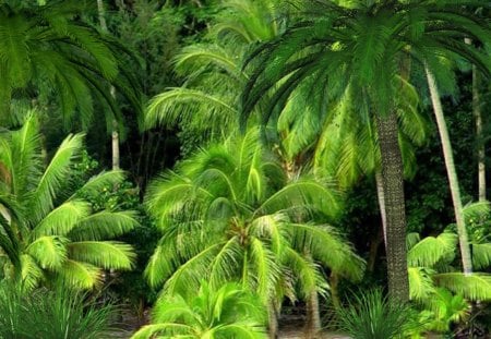 Jungle Green - trees, thicket, tropical, palm, maze, bright, nature, forest, woods, jungle, grove, green, bamboo, humid, tangle