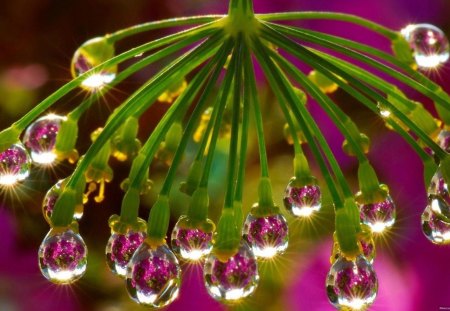 drops - twigs, drops, flower buds, green