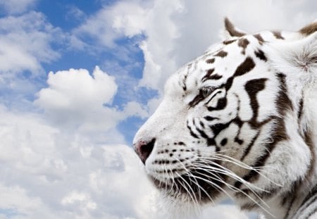 tiger - clouds, white, tiger, sky