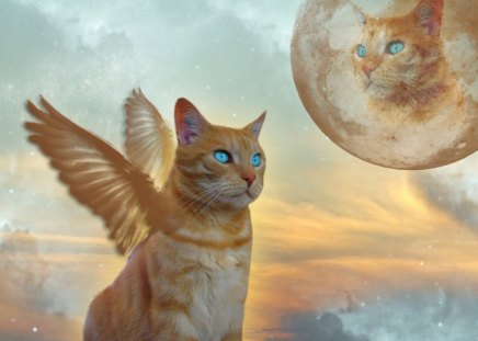 kitty angel - wings, sky, clouds, blue eyes