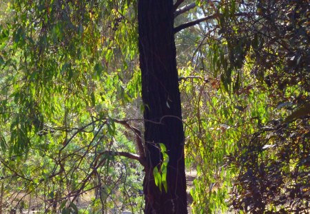 Iron Bark Eucalyptus - forests, eucalyptus, rare, australian, native