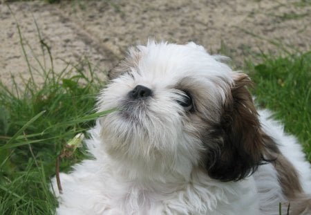 a dog in deep thought - cute, dog, white, grass