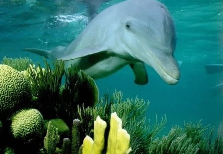 a dolphin - water, dolphin, blue, underwater plants