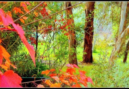 Australian bush - nature, forest, bush, eucalyptus, australia