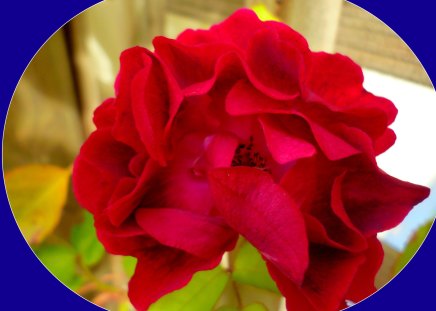 Red Rose - red, garden, flower, rose, nature