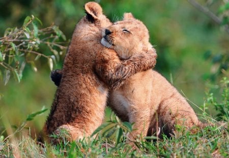 Warm lion embrace - cub, cubs, playing, cat, animal, feline, embrace, lion, hug