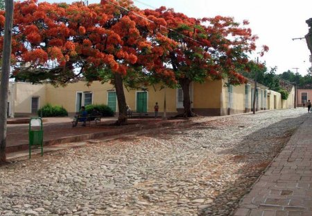 Blossoming Street. - a, nice, very, of