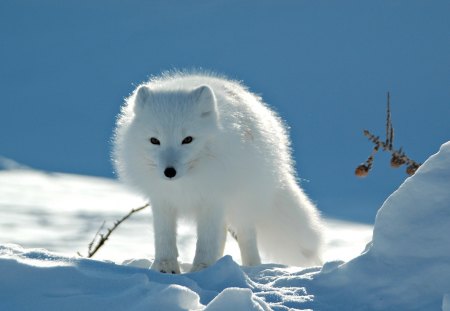 White Fox - white, snow fox, fox, snow, white fox