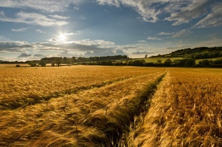 Golden Wheat