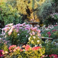 Sunrise in the rose garden