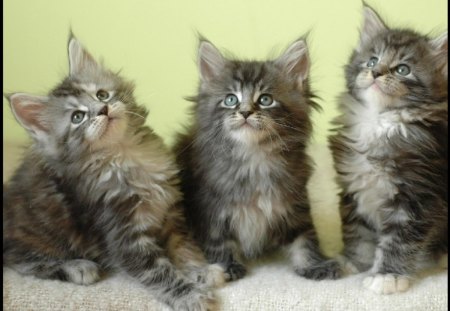 cute trio - trio, cute, animals, cats