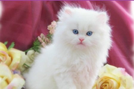 For my dear friend Patsy (sawnoff) - white, cats, kitten, blue eyes