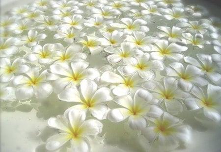 flowers in the bathtub - bath, white, beautiful, romantic