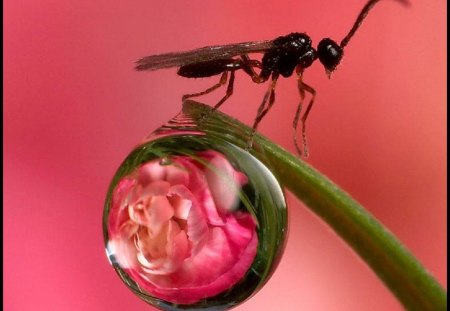 Miracle of Nature - nature, ant, miracle, flower reflection