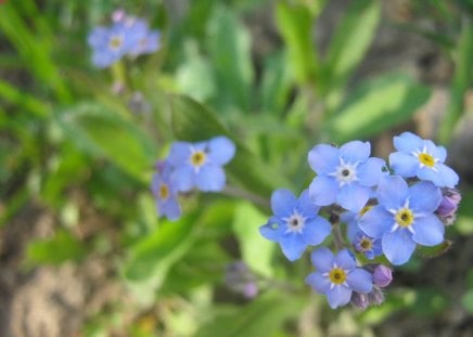 Blue Flower - pretty, small, nice, ginghas