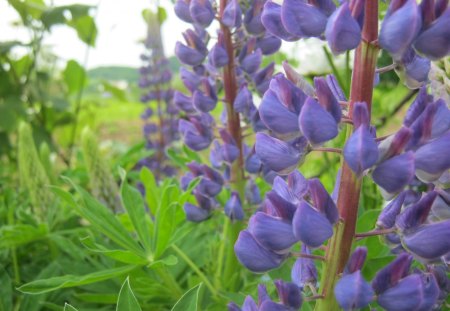 Flower - love, nice, pretty, day, green