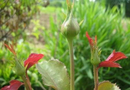 Flower - love, nice, pretty, day, green