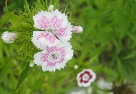 Flower - love, nice, pretty, day, green