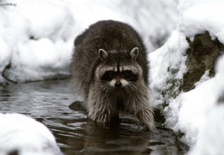 dinner stroll - water, cute, raccoon, snow