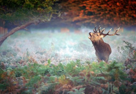 Deer - forets, grass, animals, deer