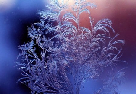 ICE FERN - flowers, ice, delicate, winter, photography, crystals, frost