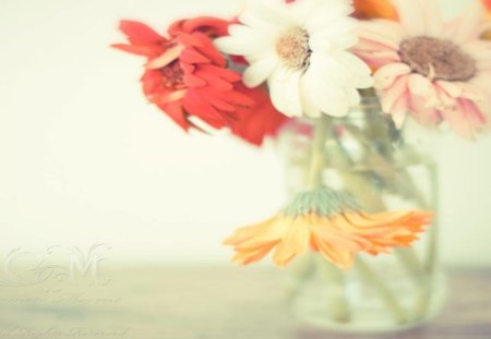 Still Life - still, life, pastel, colored, daisies, lovely