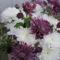 MAUVE CRYSANTHEMUMS