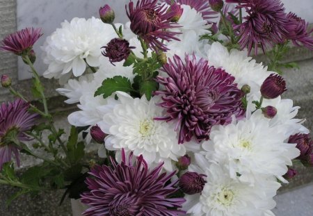 MAUVE CRYSANTHEMUMS - whites, mauve, crysanthemum, bouquets, gardens, flowers, dahlias, purples