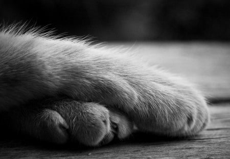 Paws of Justice - nice, marvellous, kittens, animals, great, wonderful, super, amazing, pretty, cute, kittey, paw, skyphoenixx1, cat, paws of justice, adorable, wallpaper, stunning, outstanding, kitten, picture, cats, beautiful, animal, sweet, awesome, fantastic