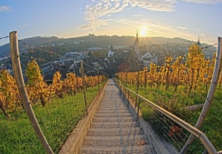 vinyard sunset at munot castle switzerland - stairs, sunset, castle, vinyard