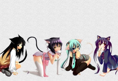 catgirls