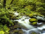 Roaring Fork - Great Smoky Mountains, TN