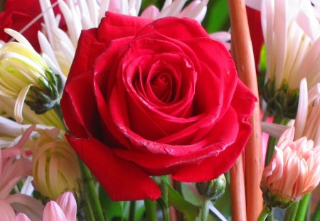 Red rose in bouquet