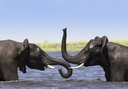 AFRICIAN ELEPHANTS PLAYING - nature, elephants, photo, photography