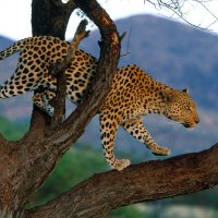 Leopard