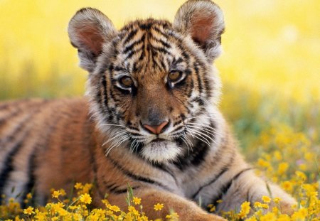 Little tiger being cute - yellow, cub, beautiful, tiger, whelp, flowers, animal, nature, hd, cute, little, wallpaper