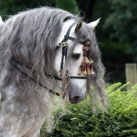 Dapple Grey Beauty