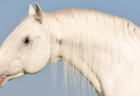 White Beauty - horses, white, andalusian, spanish