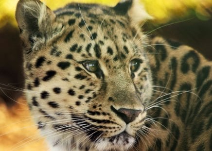 LEOPARDO - animal, felino, fauna, natureza