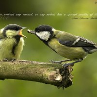 two birds and a quote