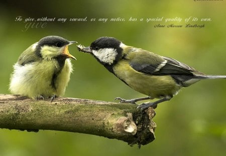 two birds and a quote - wood, green, birds, quote