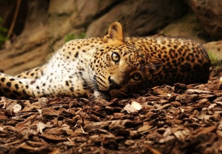 LEOPARDO - animal, felino, fauna, natureza