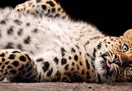 LEOPARDO - animal, felino, fauna, natureza