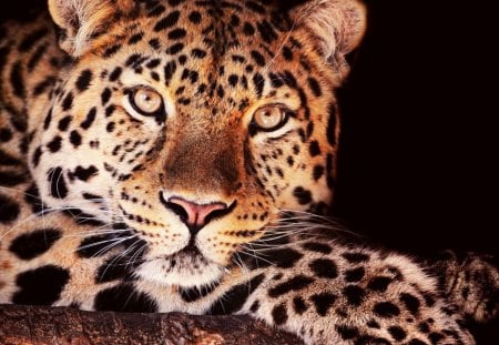 LEOPARDO - felino, fauna, animal, natureza