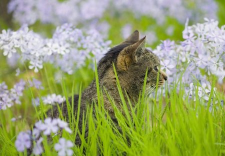 Peaceful Moment - blossom, grass, petals, cat, flowers, white, animal, green, field, stripe