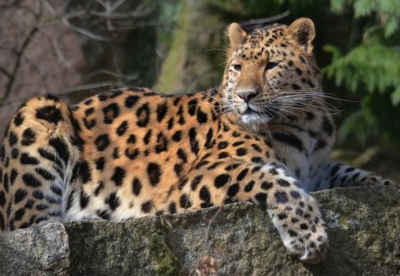 Leopard - relax, spots, leopard, tree