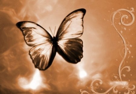 copper butterfly - butterfly, copper, animal, wings