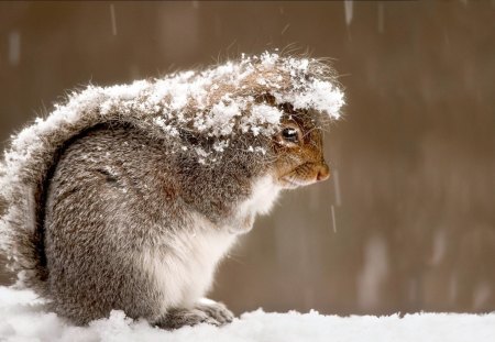 Squirrel - tail, squirrel, animals, winter, nature, cold, snow, red, cute, squirrels